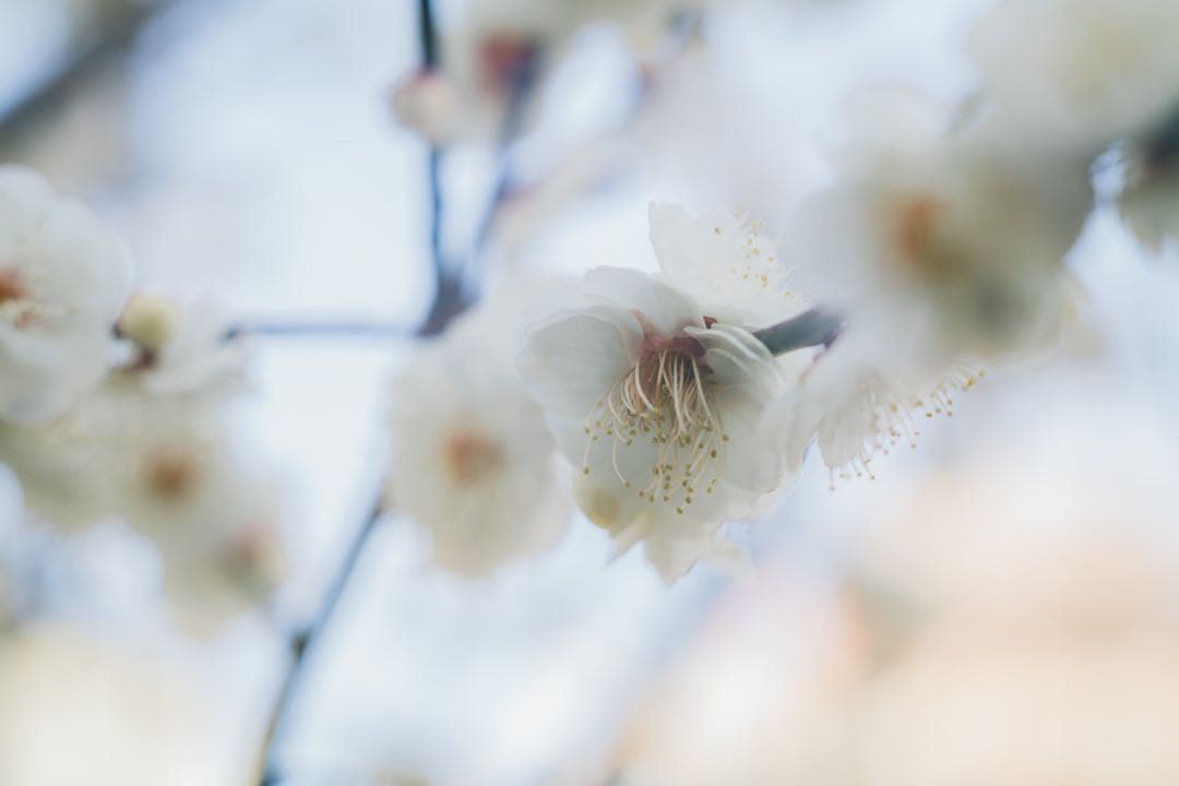 【美フレア】Super Takumar 55mm f1.8