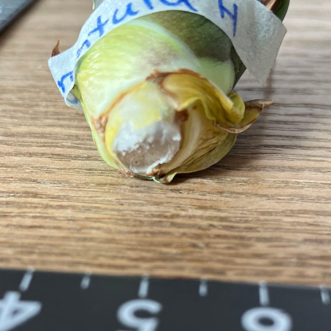 匿名配送【初売り】⑤REZA産　イラン　アガベ　Tarantula タランチュラ