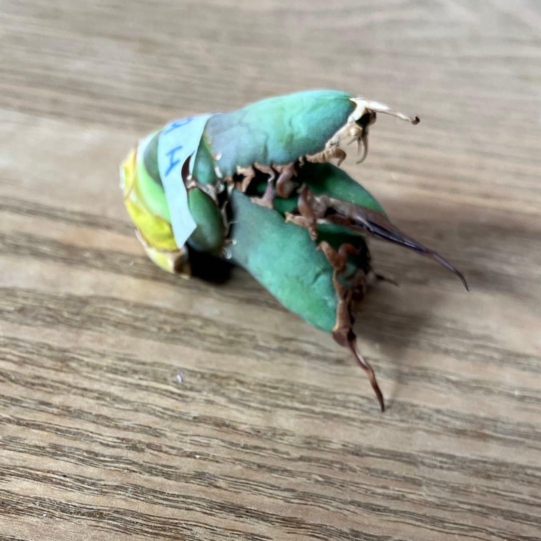 匿名配送【初売り】⑤REZA産　イラン　アガベ　Tarantula タランチュラ