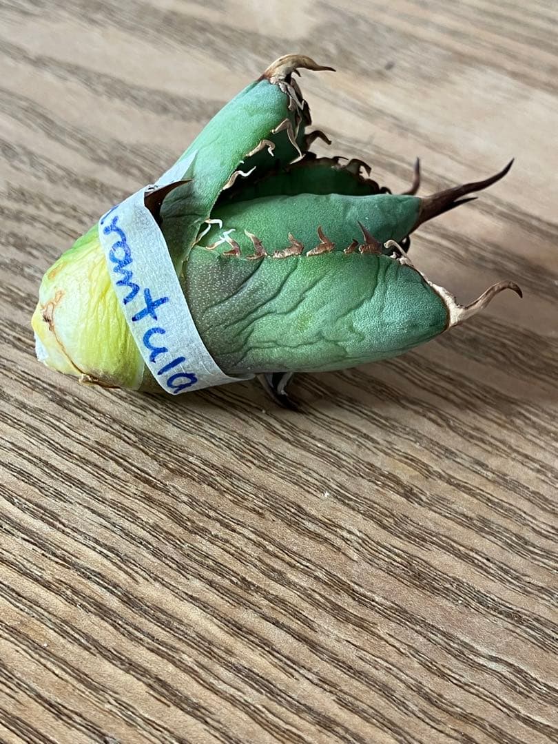 匿名配送【初売り】⑤REZA産　イラン　アガベ　Tarantula タランチュラ