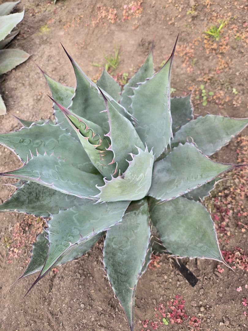 アガベ　パラサナ×マルガリータ　ハイブリッド　親株