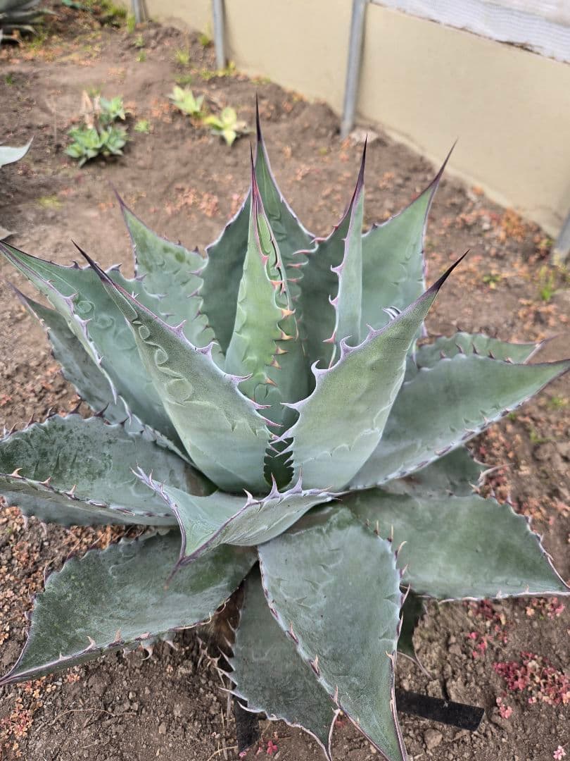 アガベ　パラサナ×マルガリータ　ハイブリッド　親株