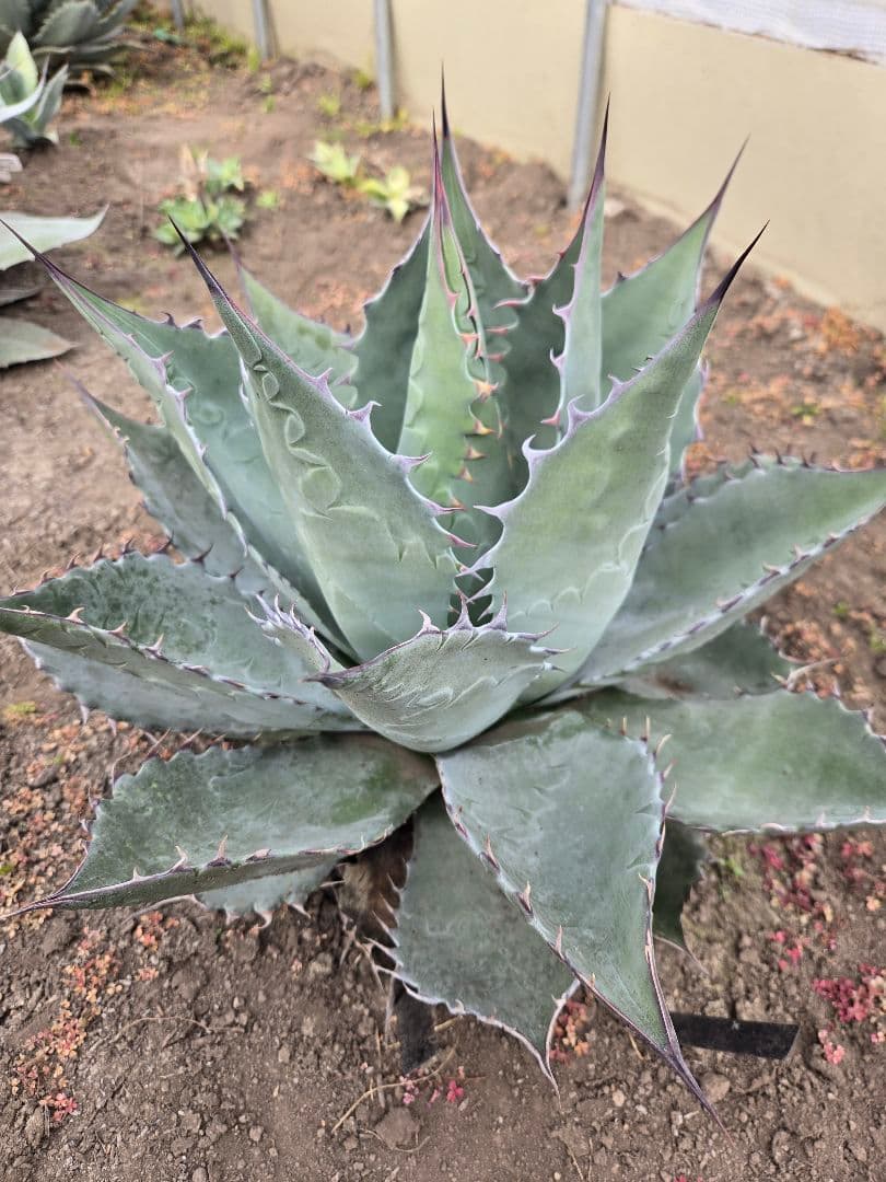 アガベ　パラサナ×マルガリータ　ハイブリッド　親株