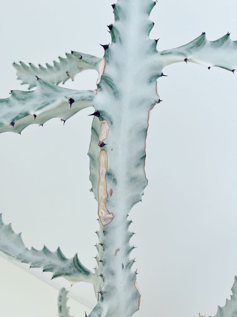 ホワイトゴースト　ユーフォルビア　　インテリアグリーン　サボテン　大型