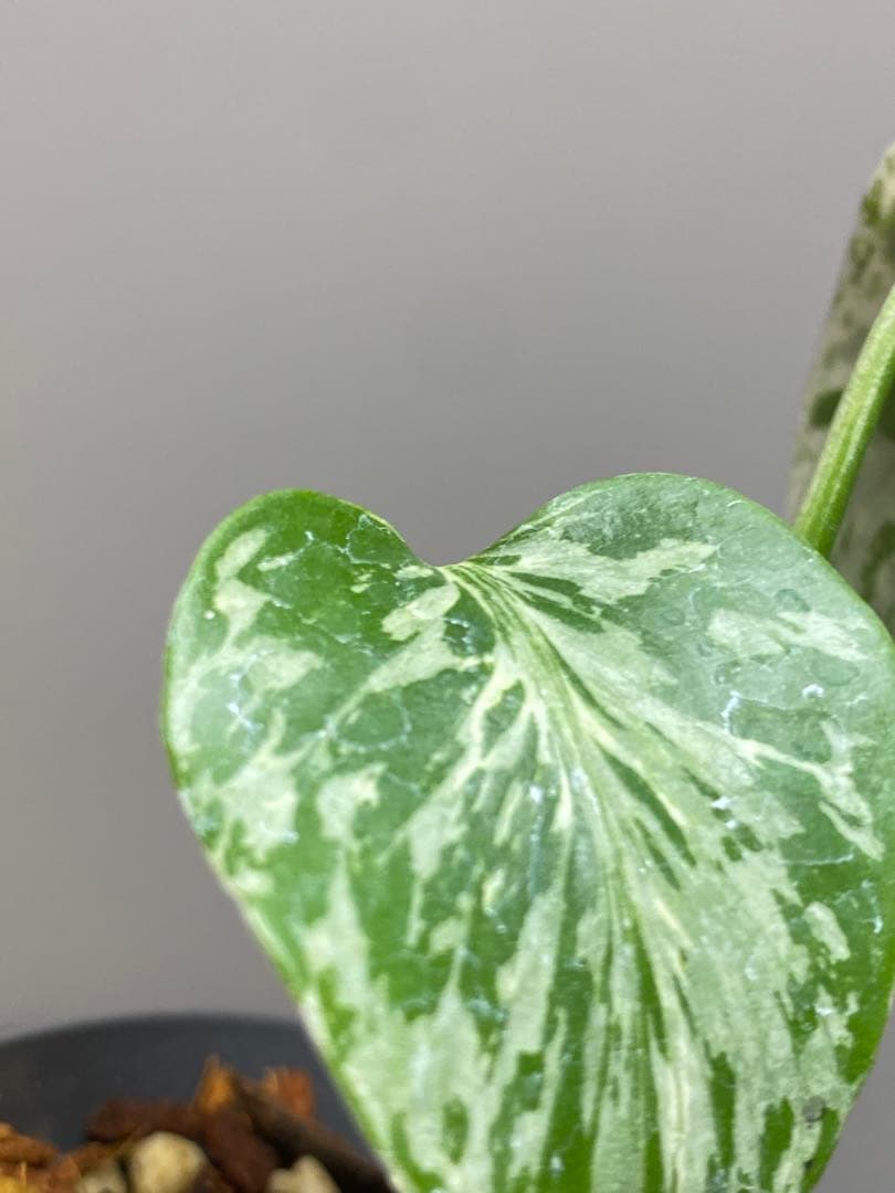 T*T様 【将来有望株‼️】モンステラ　デリシオーサ　バルバソー　フシギダネ/ベ