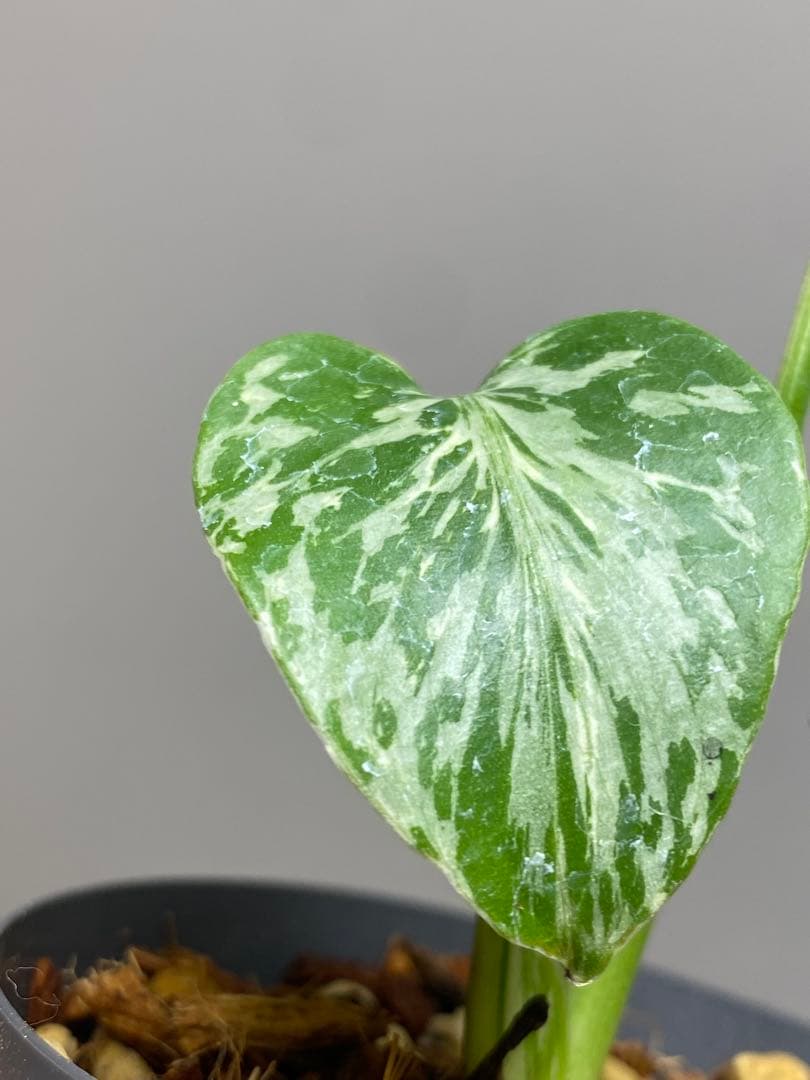 T*T様 【将来有望株‼️】モンステラ　デリシオーサ　バルバソー　フシギダネ/ベ