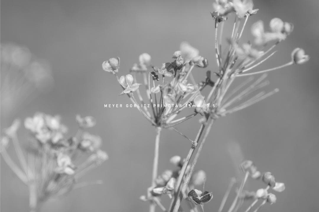 Meyer Gorlitz Primotar F3.5 75mm バブルボケ