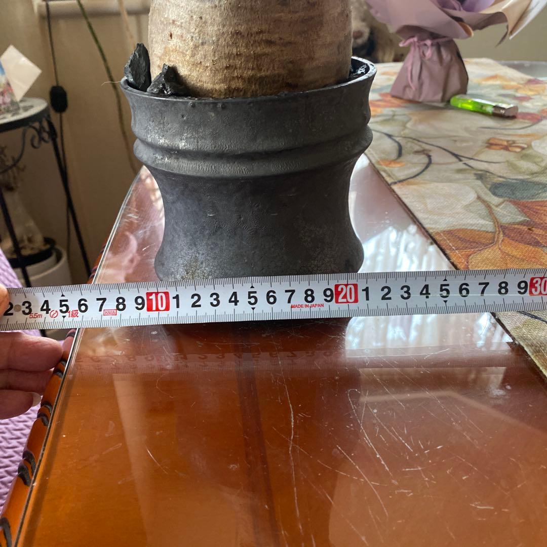 グラキリス大きめ現地球