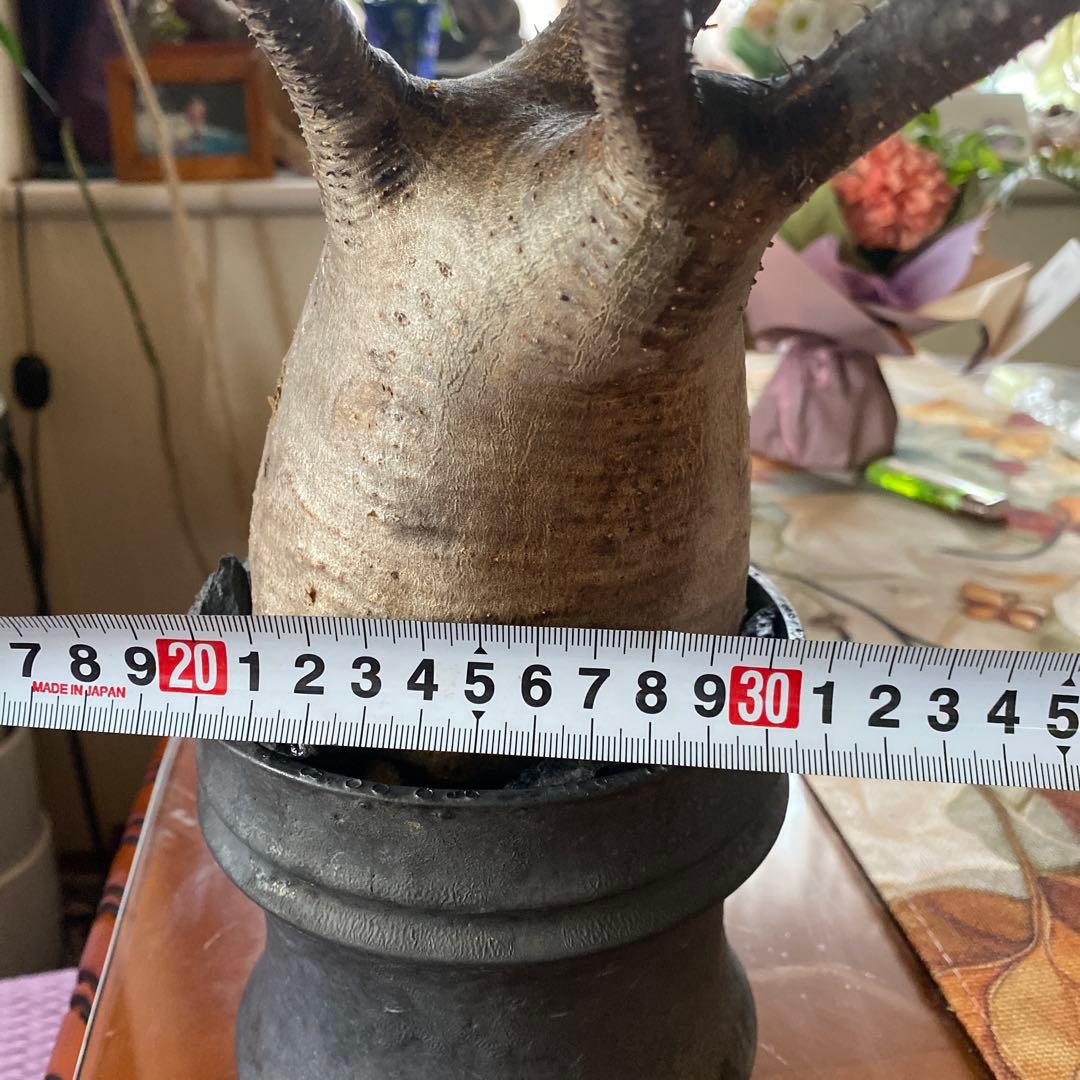 グラキリス大きめ現地球