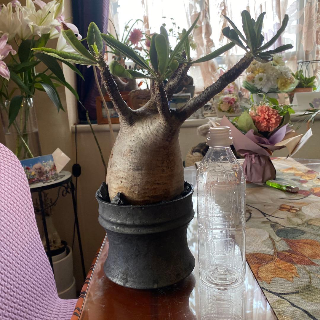 グラキリス大きめ現地球