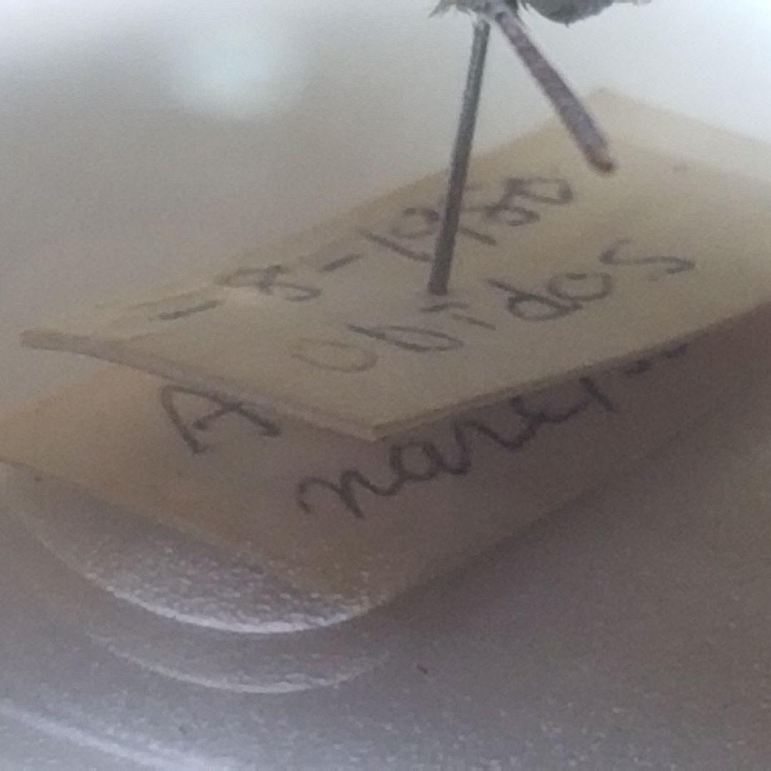 蝶々色々 標本 ナルキ♂️(亜種)含む