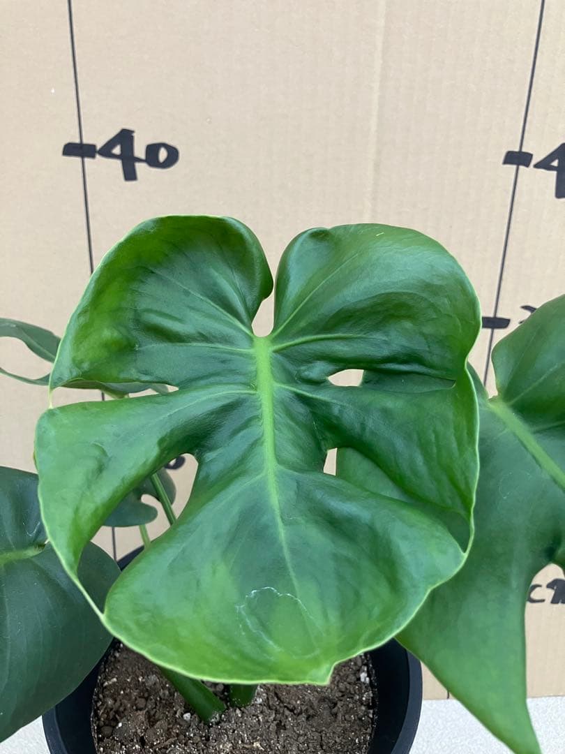 モンステラ　デリシオーサ実生株　斑入り　変異株　2鉢セット