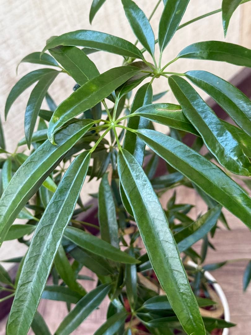 ☆シェフレラ アンガスティフォリア♪ 84cm 曲がりフォルム♪