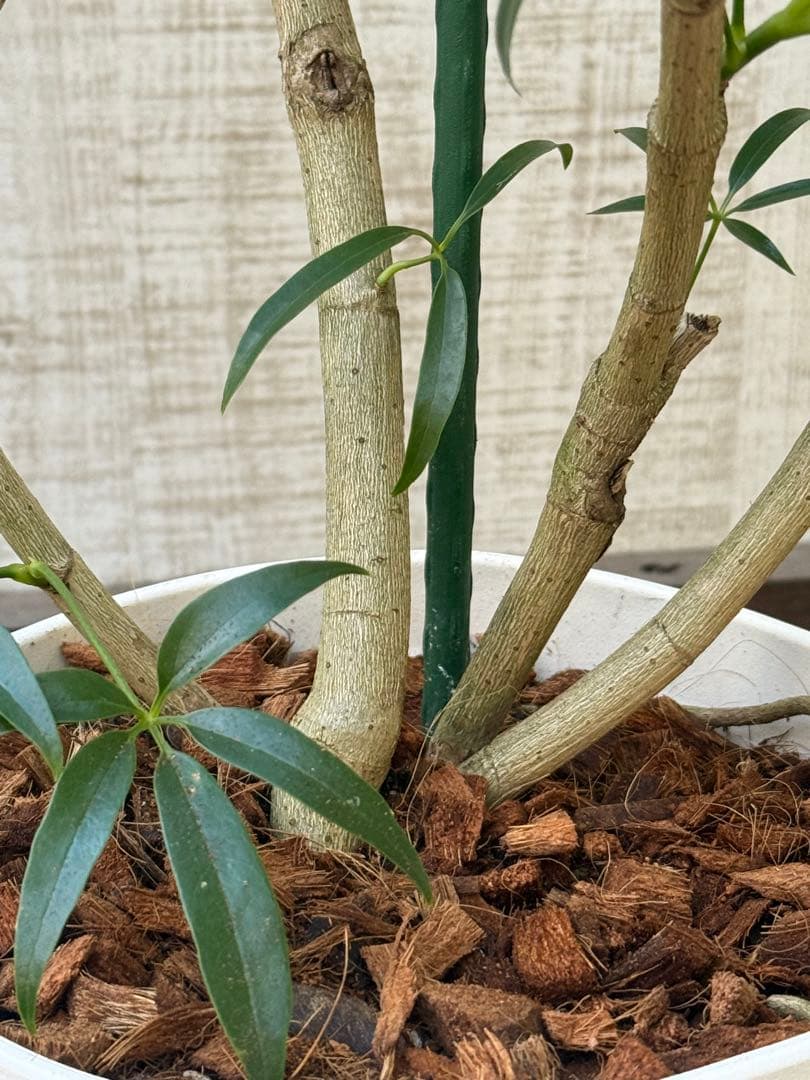 ☆シェフレラ アンガスティフォリア♪ 84cm 曲がりフォルム♪