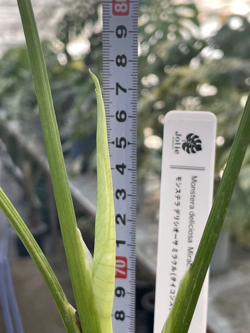 1モンステラ　ミラクル　タイコンステレーション