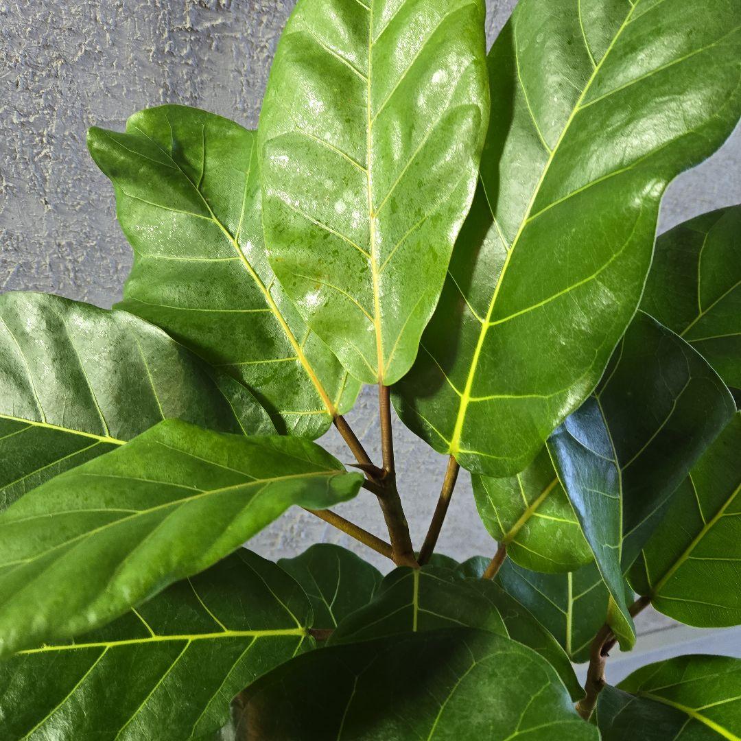 ③　フィカス　アフリカンプリンセス　曲がり仕立て８号最高等級極上品‼️　希少品種