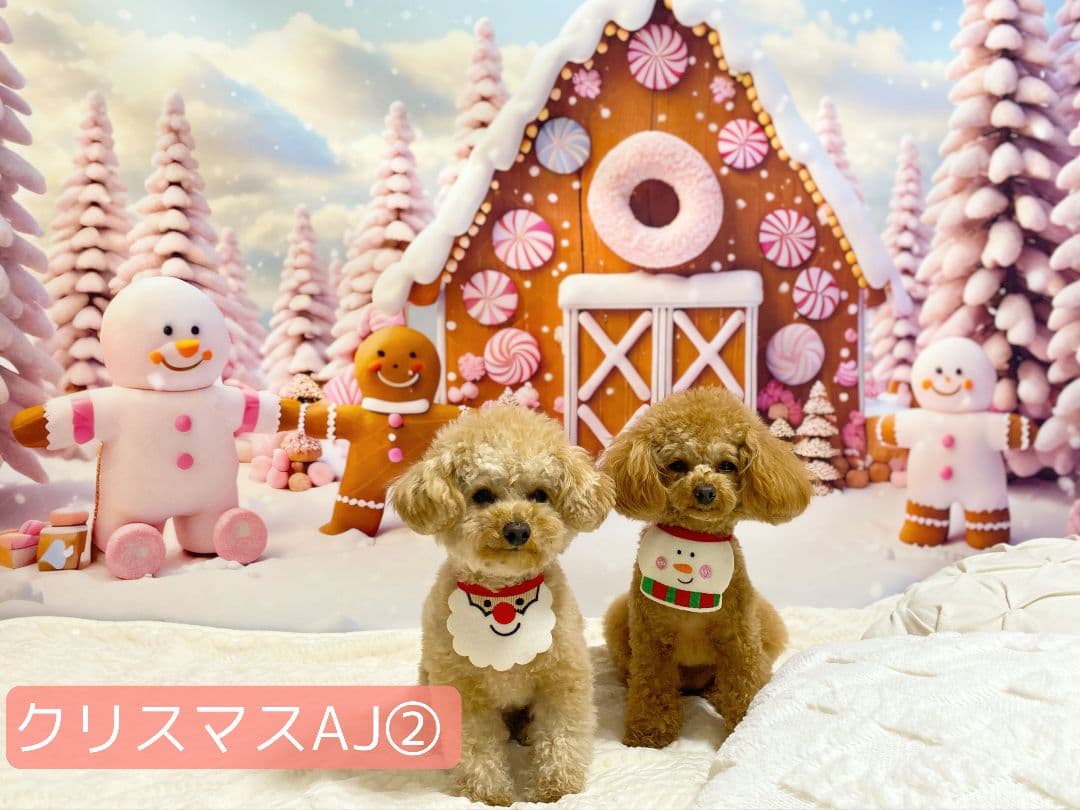 背景布【秋C】サンプル　ペット撮影用　紅葉　イチョウ　トリミングチョーカー販売中
