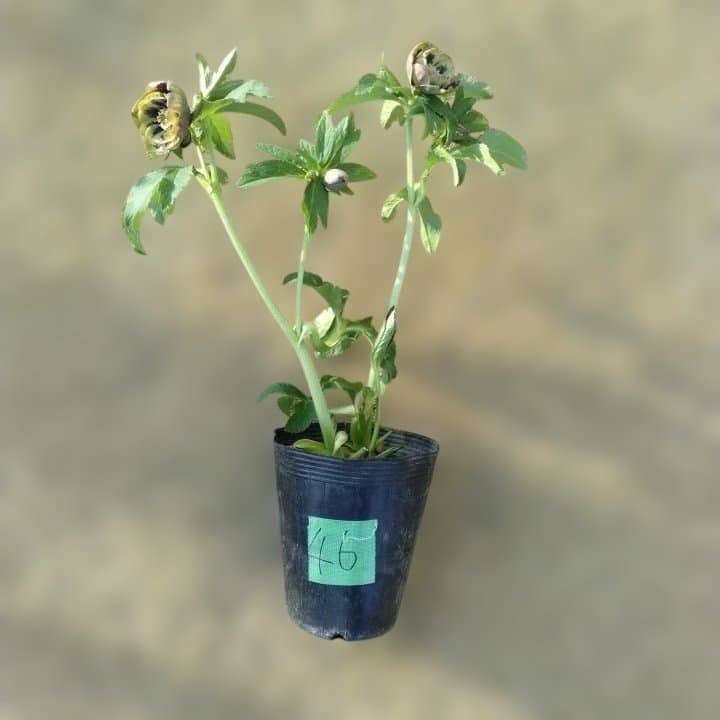 野田園芸。ヘレボルス 多層花びら 緑と紫の斑点グリーンバイカラー。No46