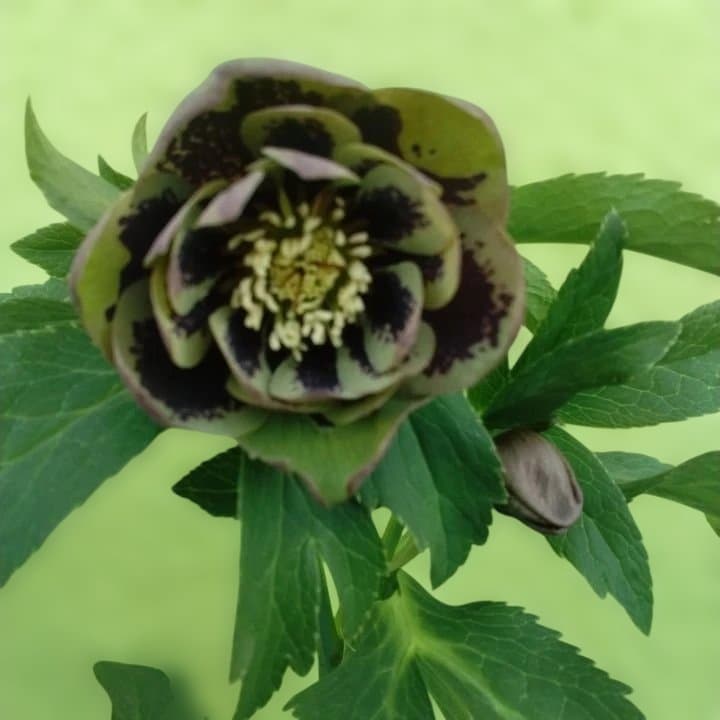 野田園芸。ヘレボルス 多層花びら 緑と紫の斑点グリーンバイカラー。No46