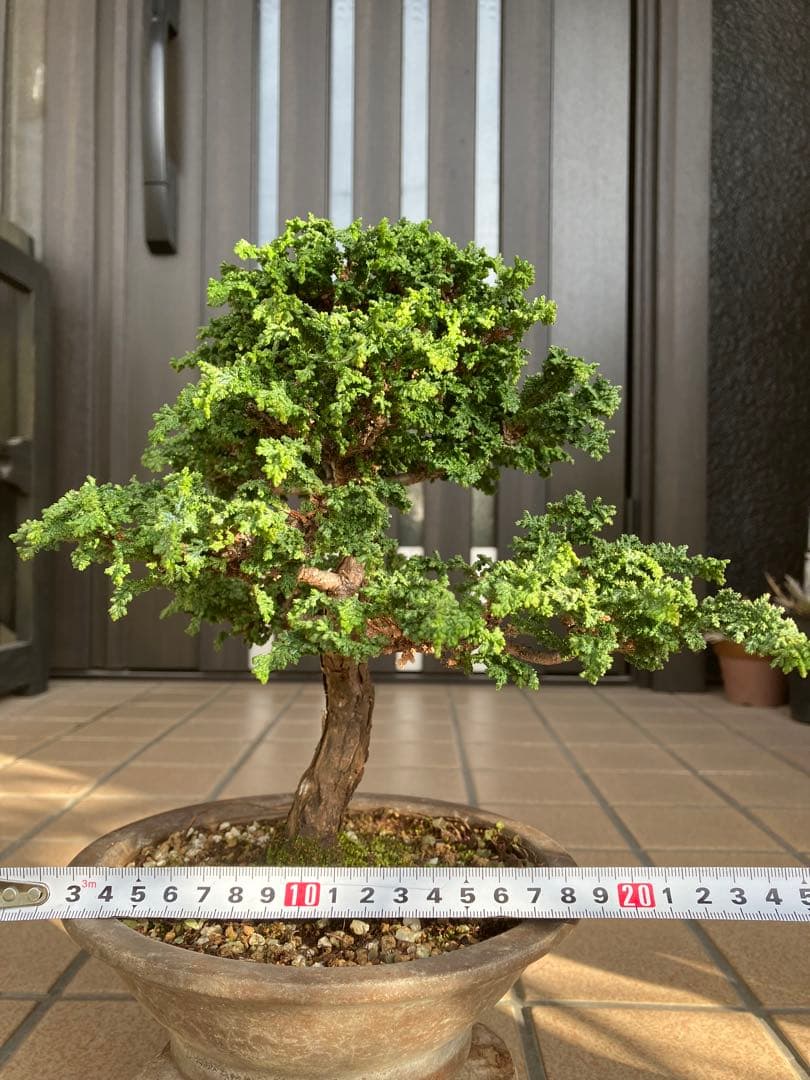 ◉石化檜盆栽　究極の逸品　幹の曲と美しい樹形が超魅力！　　大特価！早いもの勝ち