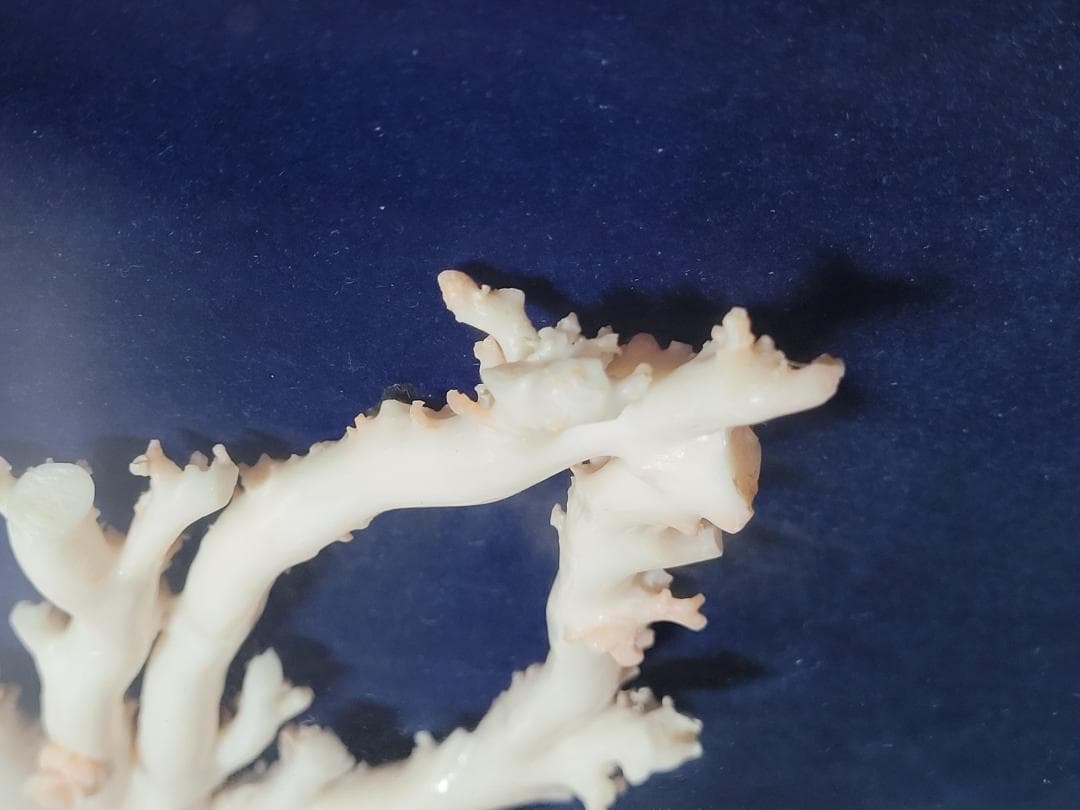 天然希少材料 彫刻 額装 壁飾 置物 横幅約55.8cm