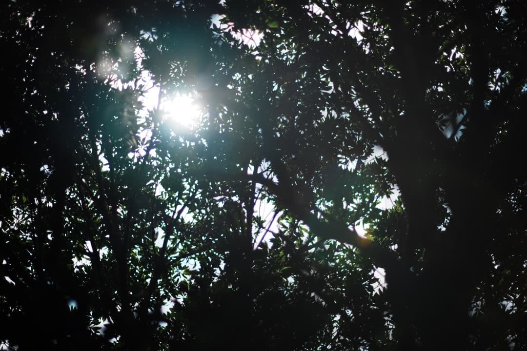 【極美品】動作◎ ニコン Ai-s Nikkor 85mm F1.4 257