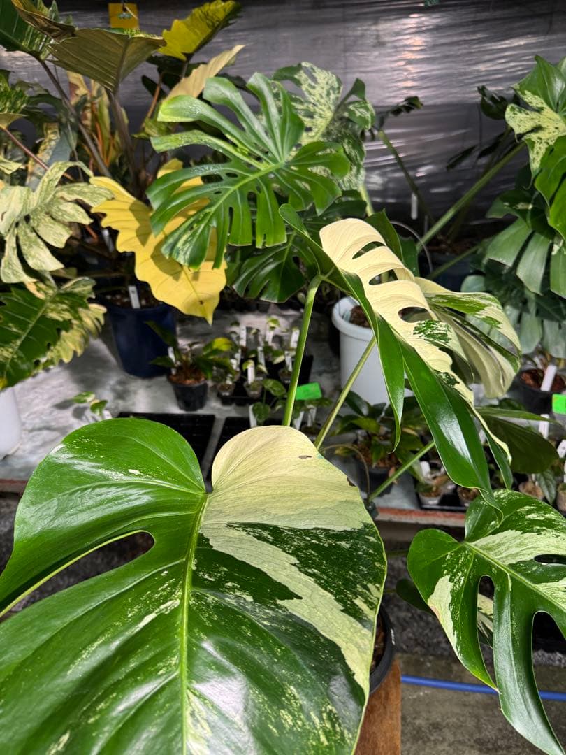 BS1モンステラ　ボルギシアナ　x デリシオーサ　ミント　美株