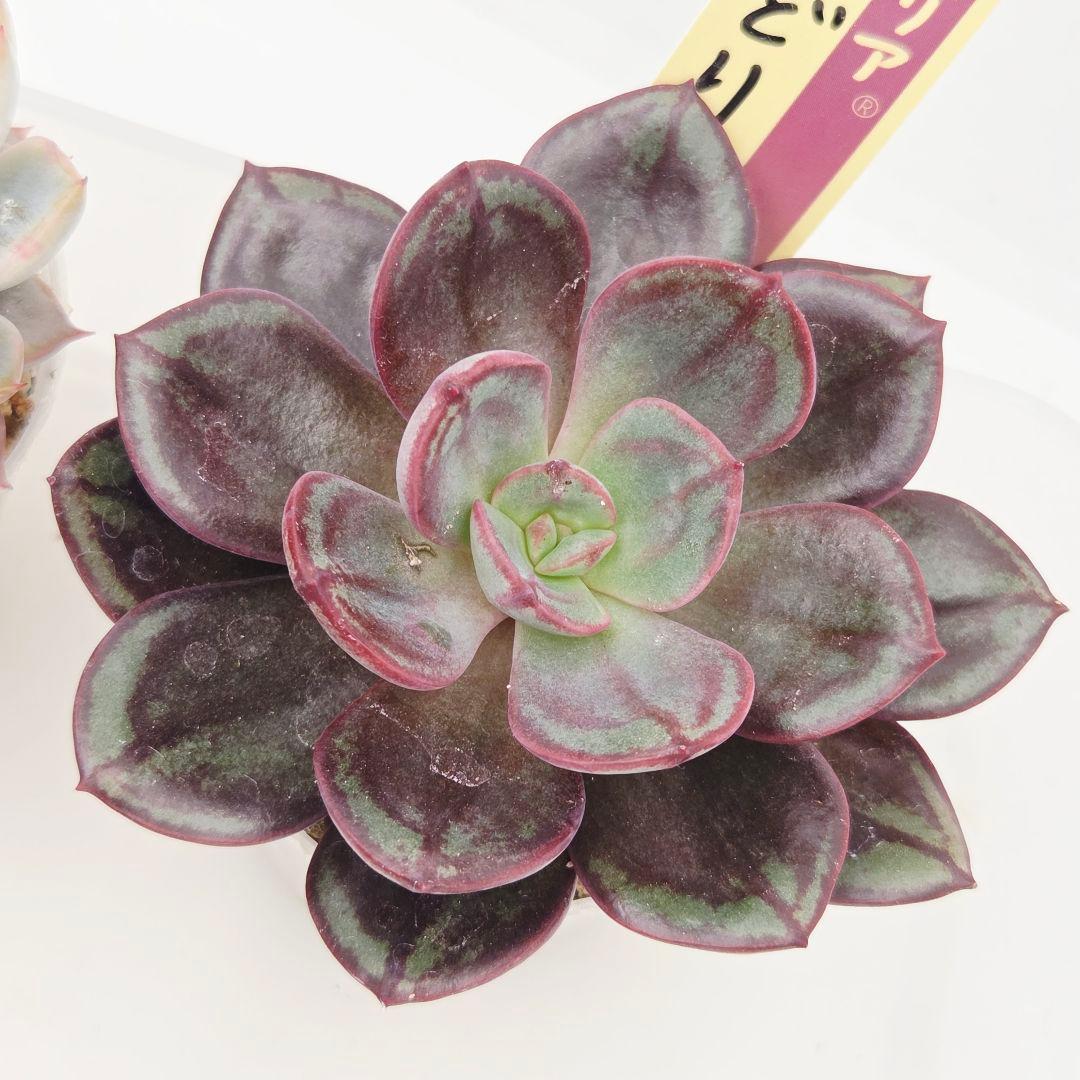 M*˚様 ⑲大きめ苗! そわそわ❣️青鬼❣️龍鱗蓮華❣️おらいさん発根済 6苗メ