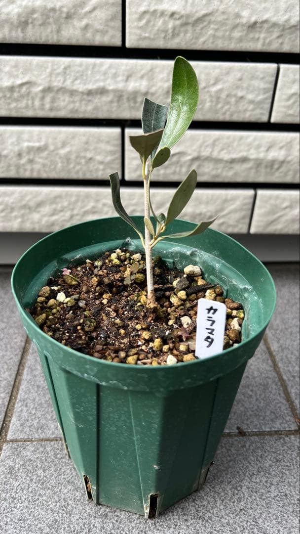 はむ　本物オヒブランカとカラマタ　二苗セット