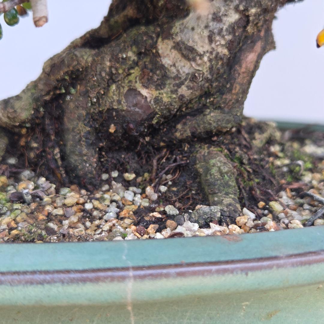 磯山椒　[模様木]　貴風盆栽