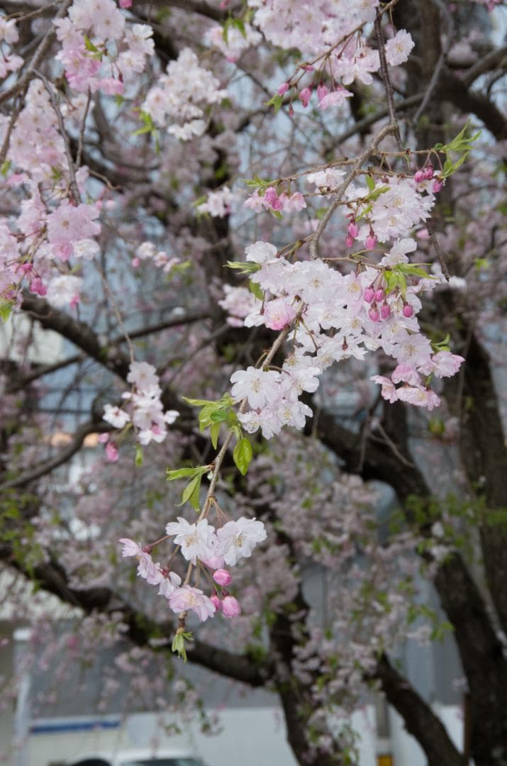 超美品PENTAX K-5 II＋18-135mm ＋ストロボ＋ショット数226