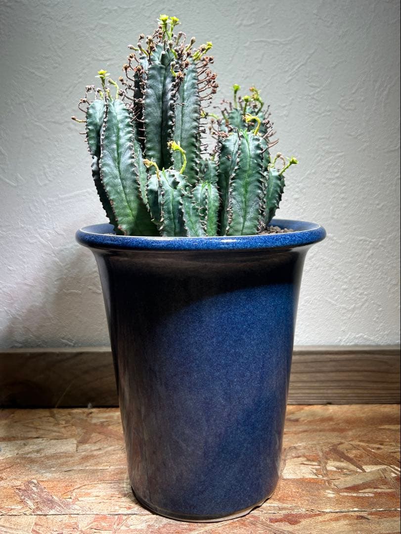 特大　オベサ × バリダ 交配種　陶器鉢のまま発送　ユーフォルビア　コーデックス