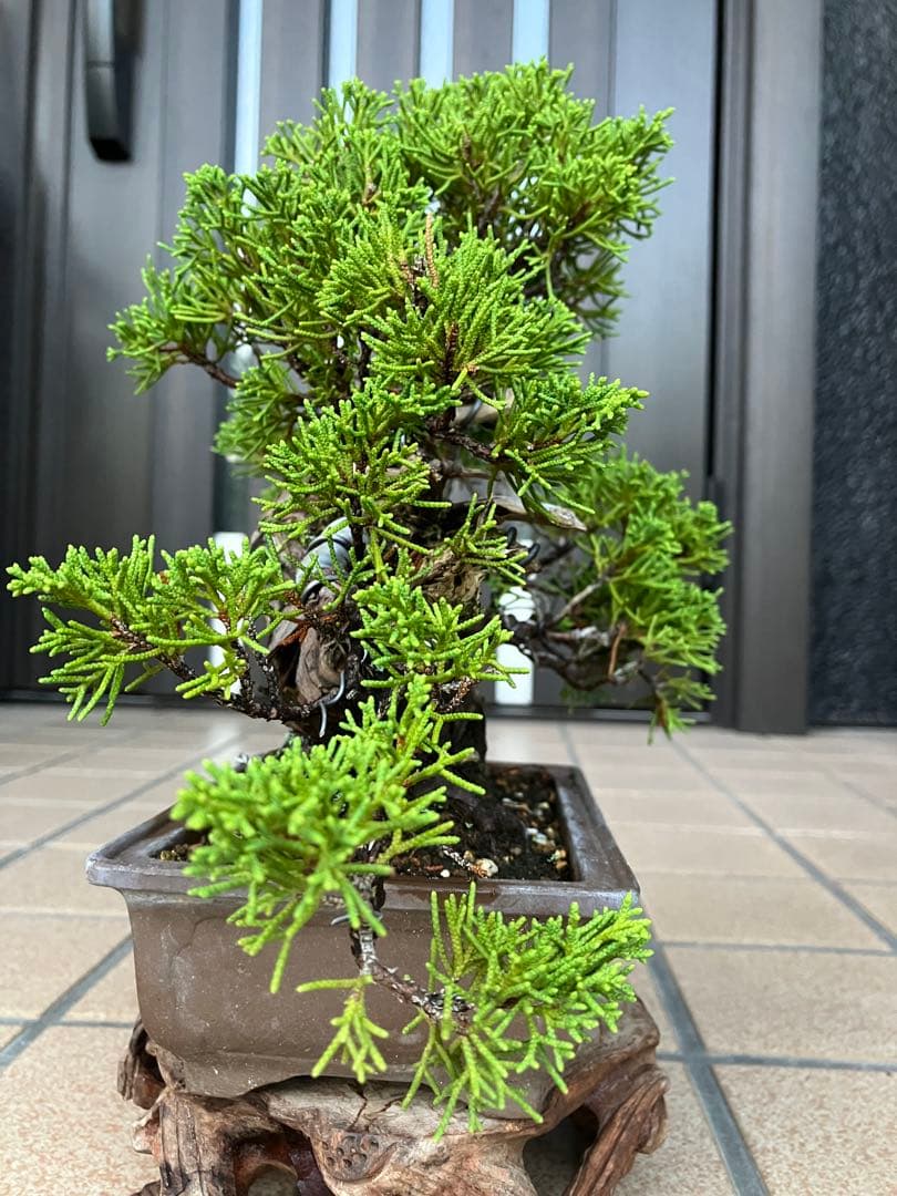 ◉超大特価！ 真柏糸魚川 超極太　極上品　究極の逸品！超お勧め品　早いもの勝ち