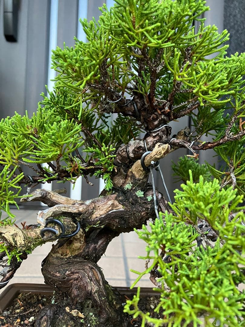 ◉超大特価！ 真柏糸魚川 超極太　極上品　究極の逸品！超お勧め品　早いもの勝ち