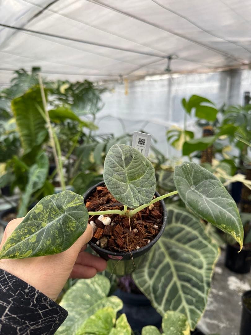 6アロカシア　マハラニ　ゴールド　黄金斑入り