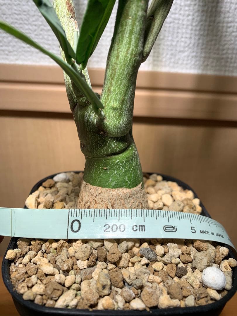 作り込み株 アデニア ペチュエリー　プレステラ110