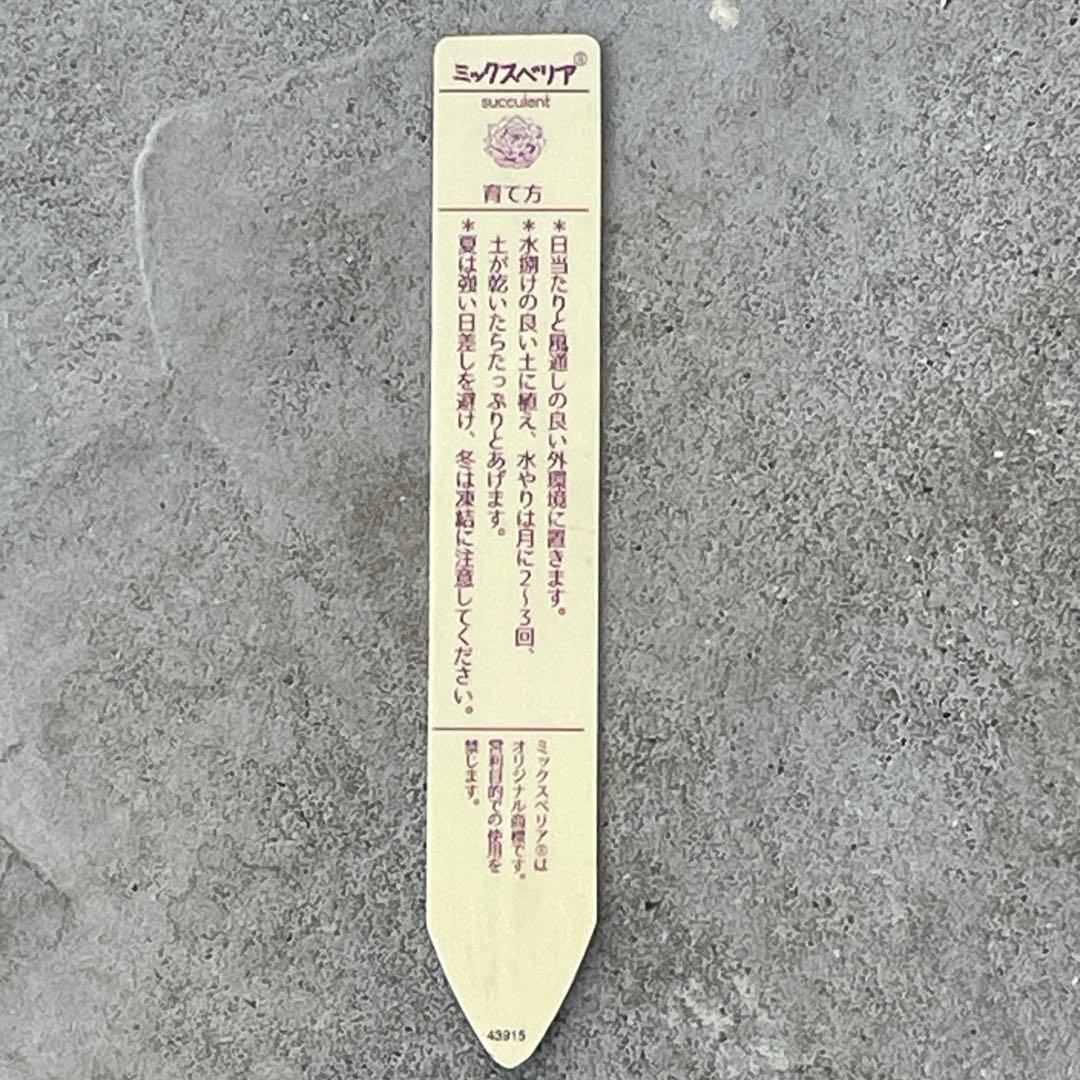 札付き！　人気　可愛い　ミックスベリア　そわそわ　抜き苗