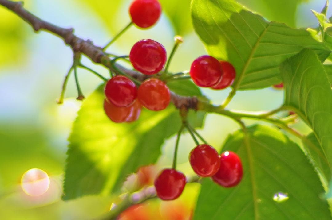 フィルムカメラ Carl Zeiss Planar 85mm F1.4 Germany