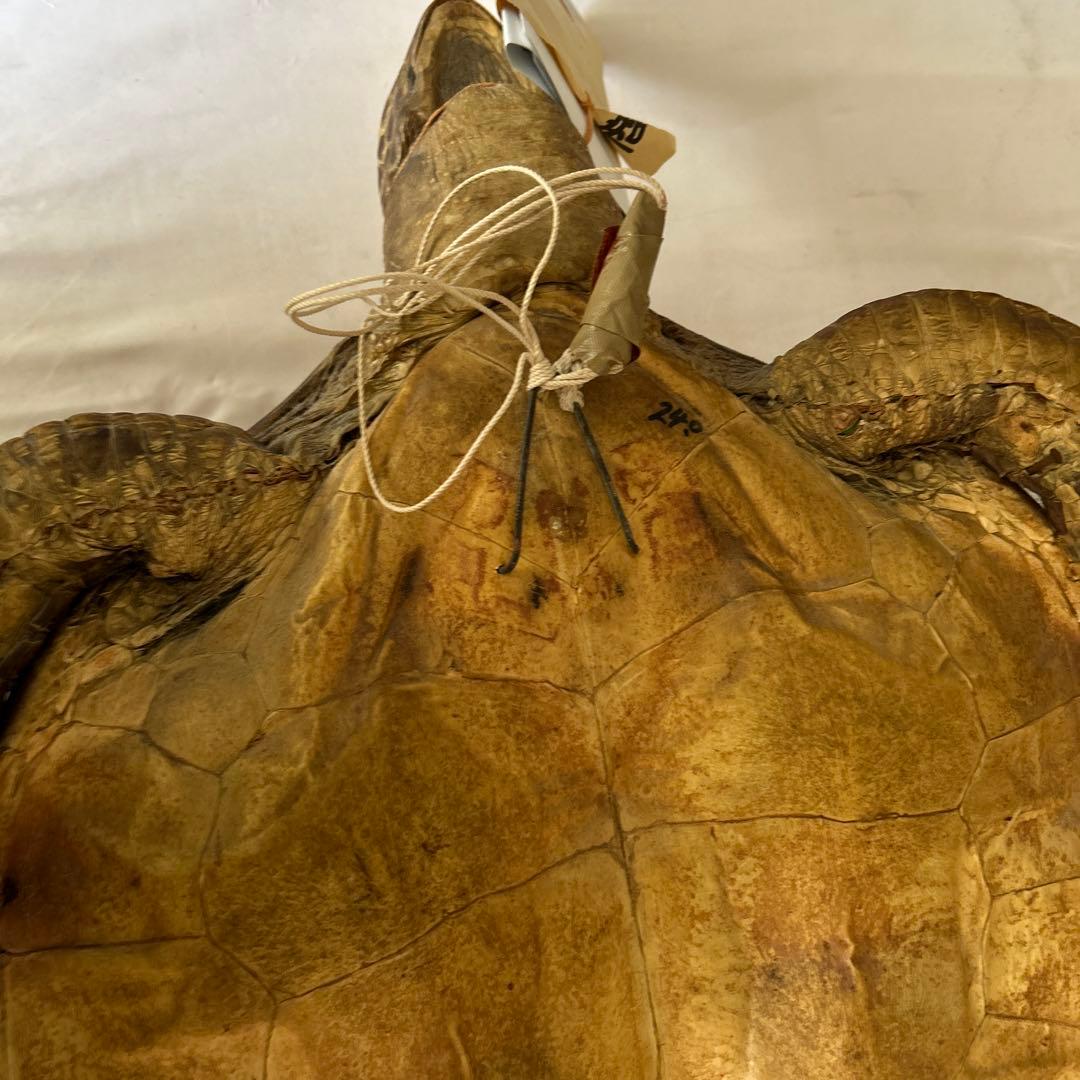 アオウミガメの剥製　〔国際希少野生動植物種登録票有り〕