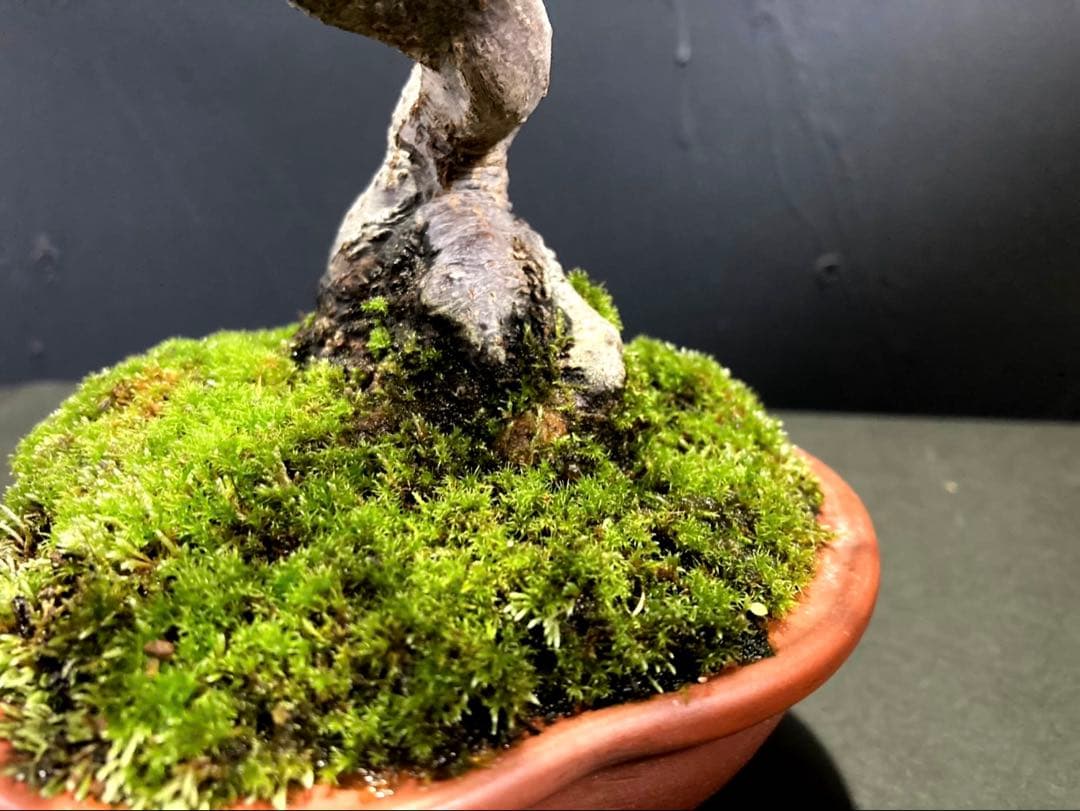 山紅葉盆栽