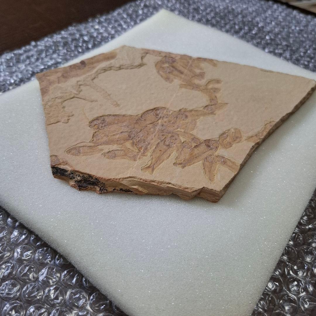 5500万年前の魚化石　ナイティア　Knightia　群体化石　新生代第三紀
