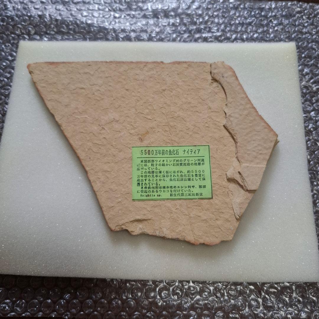 5500万年前の魚化石　ナイティア　Knightia　群体化石　新生代第三紀