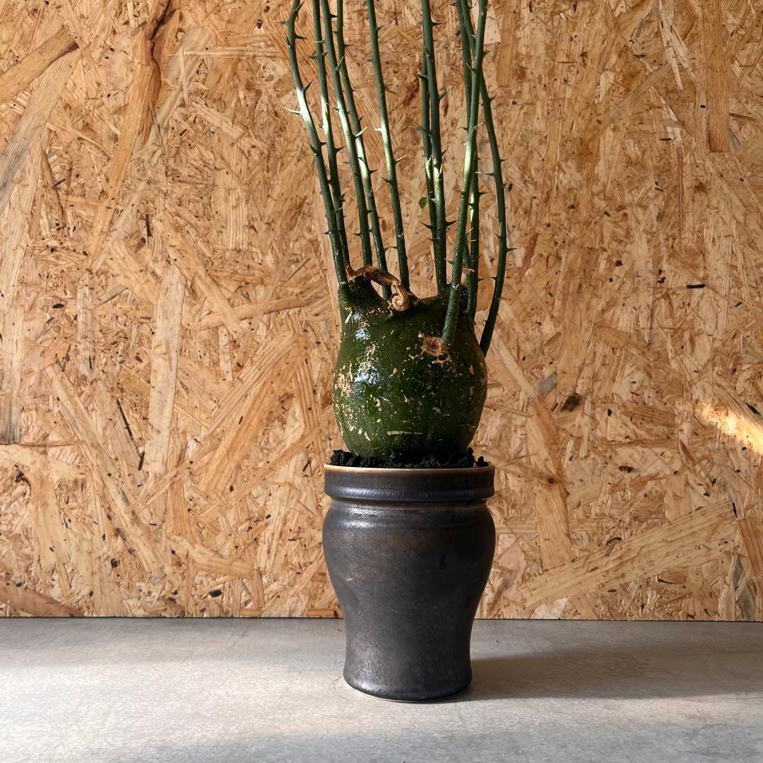 シ*ク様 現地球　アデニア　プセウドグロボーサ　Adenia pseudoglo