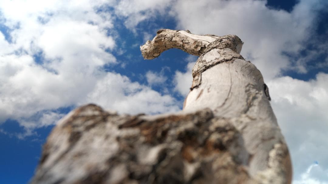 GH5M2 フルセット SIGMA18-35 bones付