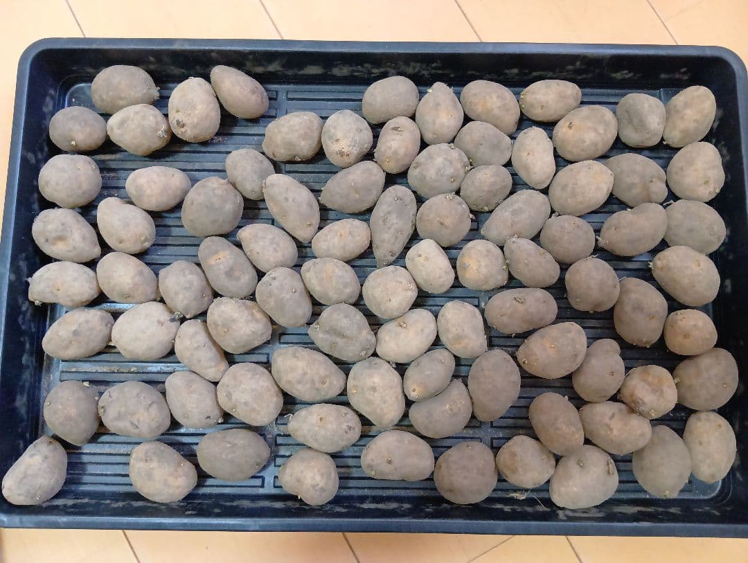 6kg m33 インカのめざめ 種芋