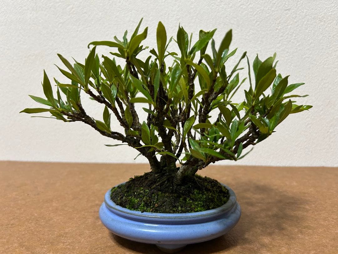 梔子　小品盆栽