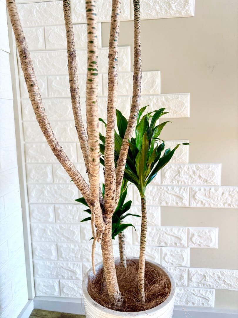 ドラセナコンパクタ⭐️リビングサイズ⭐️観葉植物