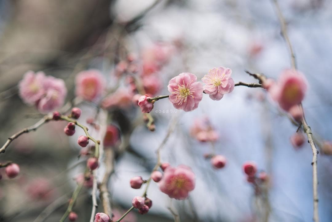 木村文乃使用モデル！Leica Elmarit 90mm F2.8 ケース付き！