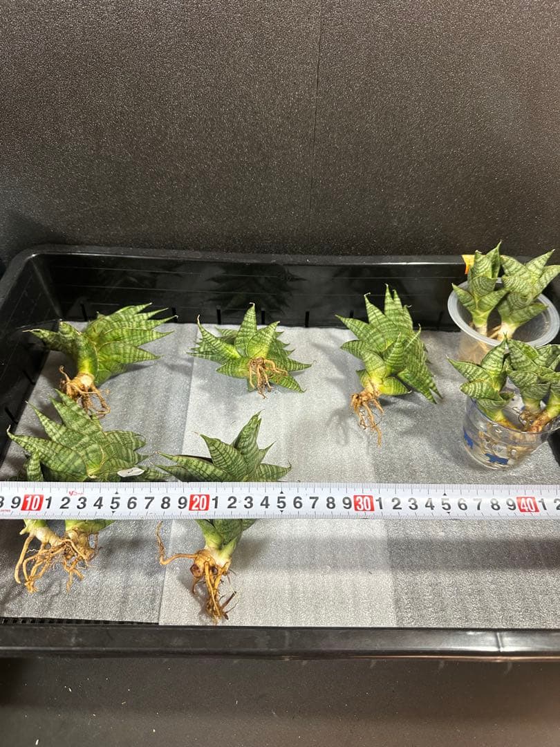 shooting-star様　注文品