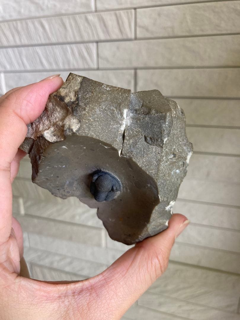 珍品　レア品　化石　コレクション　標本